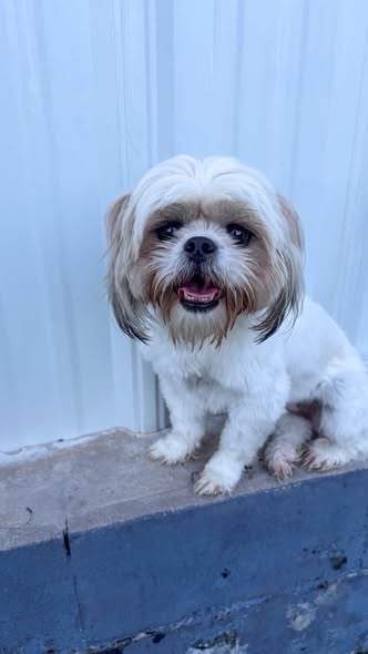May be an image of dog