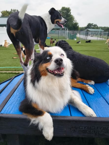 May be an image of dog