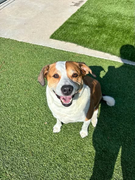 May be an image of dog and grass