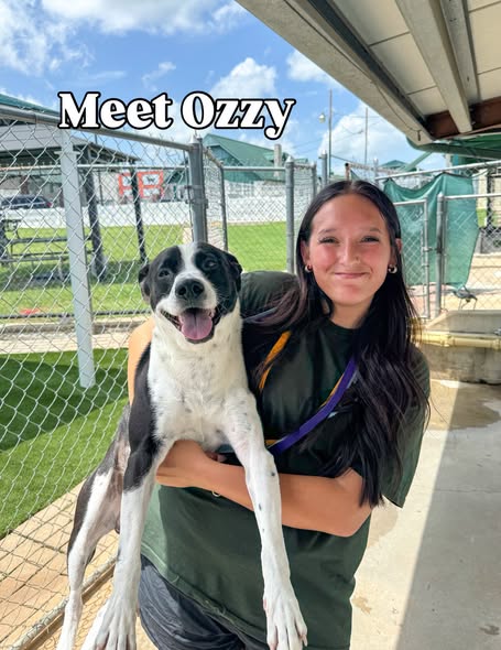 May be an image of dog and text that says 'Meet MeetOzzy Ozzy AVITER PE'
