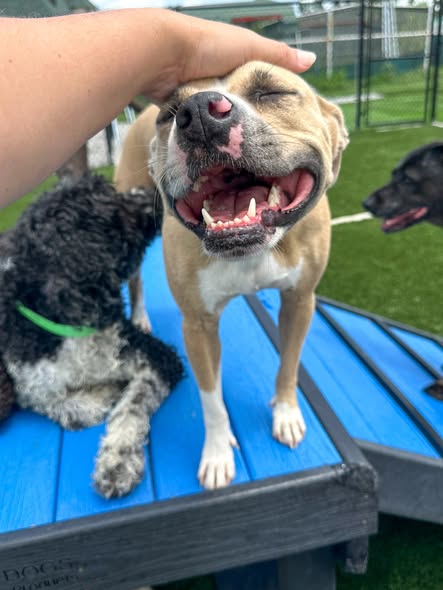 May be an image of dog