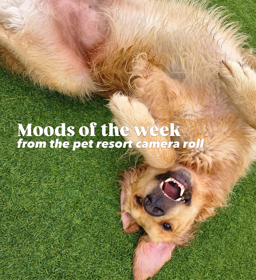 Photo by Woodland West Pet Resort on June 26, 2026.