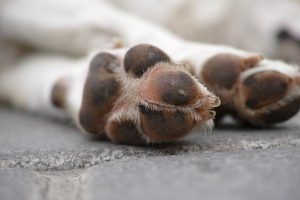 More than Just Pretty Paws What You Didn't Know About Nail Trims