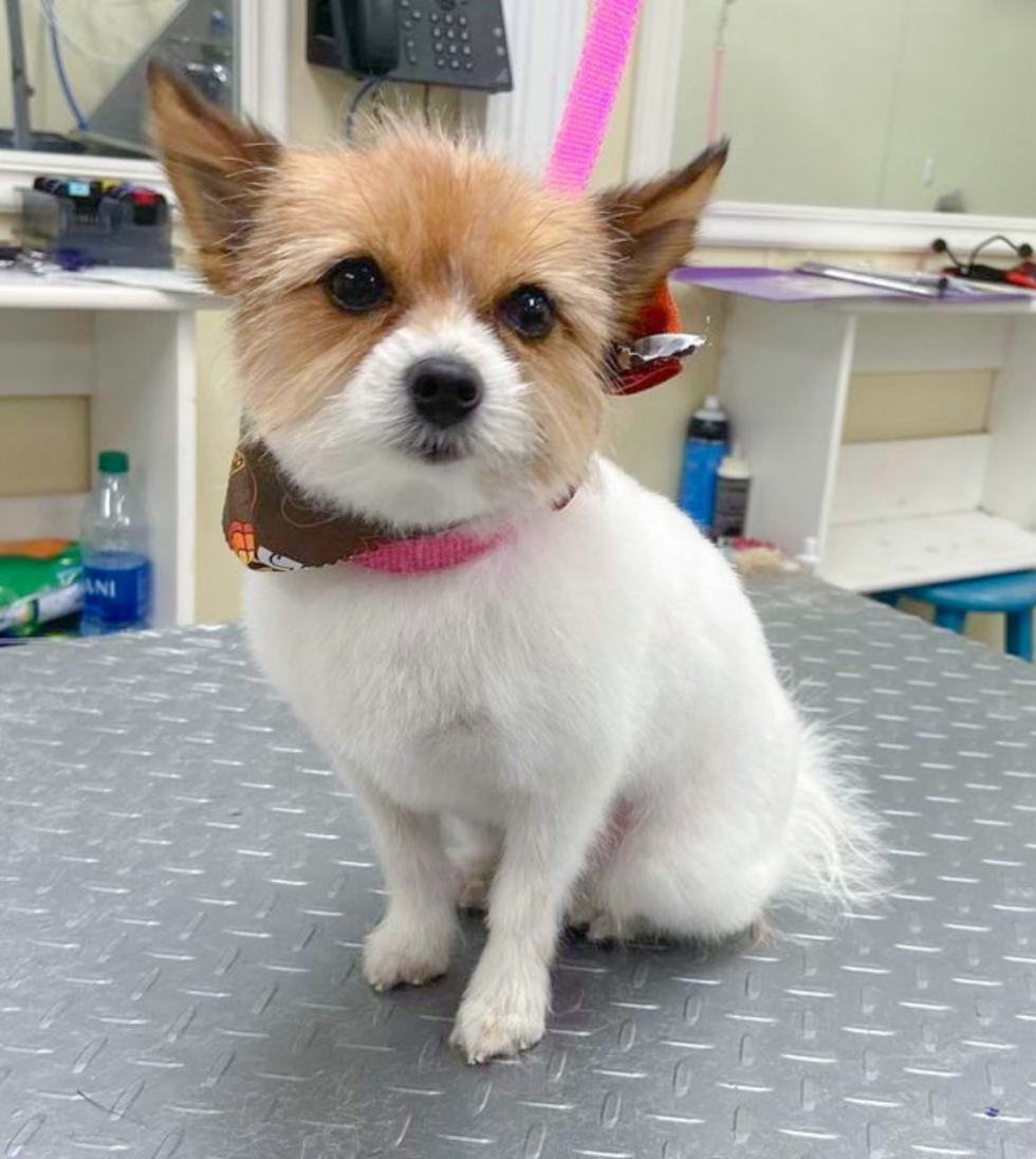 Grooming in Tulsa, OK Woodland West Pet Resort