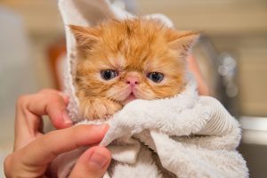 How Often Should I Bathe My Dog or Cat?