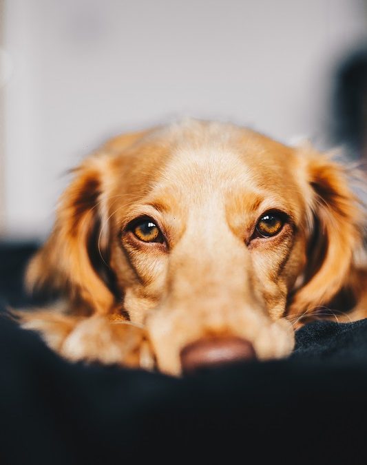 Managing Your Pet's Anxiety During Boarding Techniques and Products to Try